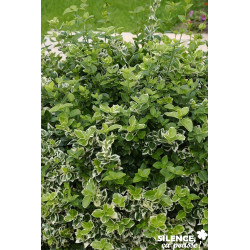 EUONYMUS fortunei Emerald Gaiety C4.5L - SILENCE ÇA POUSSE 