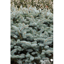 PICEA pungens Glauca Globosa C10L - SILENCE ÇA POUSSE 