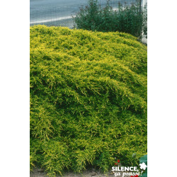 JUNIPERUS media Old Gold C4.5L - SILENCE ÇA POUSSE 