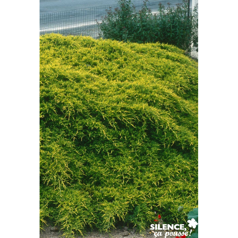 JUNIPERUS media Old Gold C4.5L - SILENCE ÇA POUSSE 