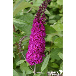 BUDDLEJA davidii Royal Rouge C10L - SILENCE ÇA POUSSE 