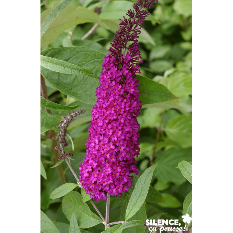 BUDDLEJA davidii Royal Rouge C10L - SILENCE ÇA POUSSE 