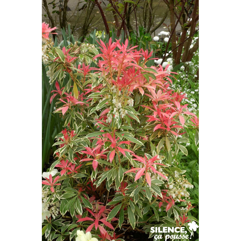 PIERIS flaming Silver C10L - SILENCE ÇA POUSSE 