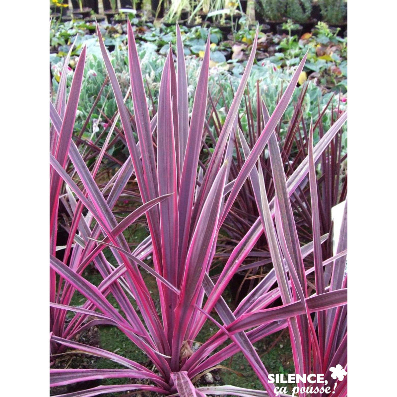 CORDYLINE PINK PASSION (R) - SILENCE ÇA POUSSE 