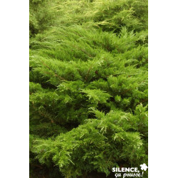 JUNIPERUS media Mint Julep C2L-DECO - SILENCE ÇA POUSSE 