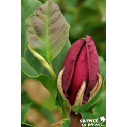 MAGNOLIA genie COV SOL C25L - SILENCE ÇA POUSSE 