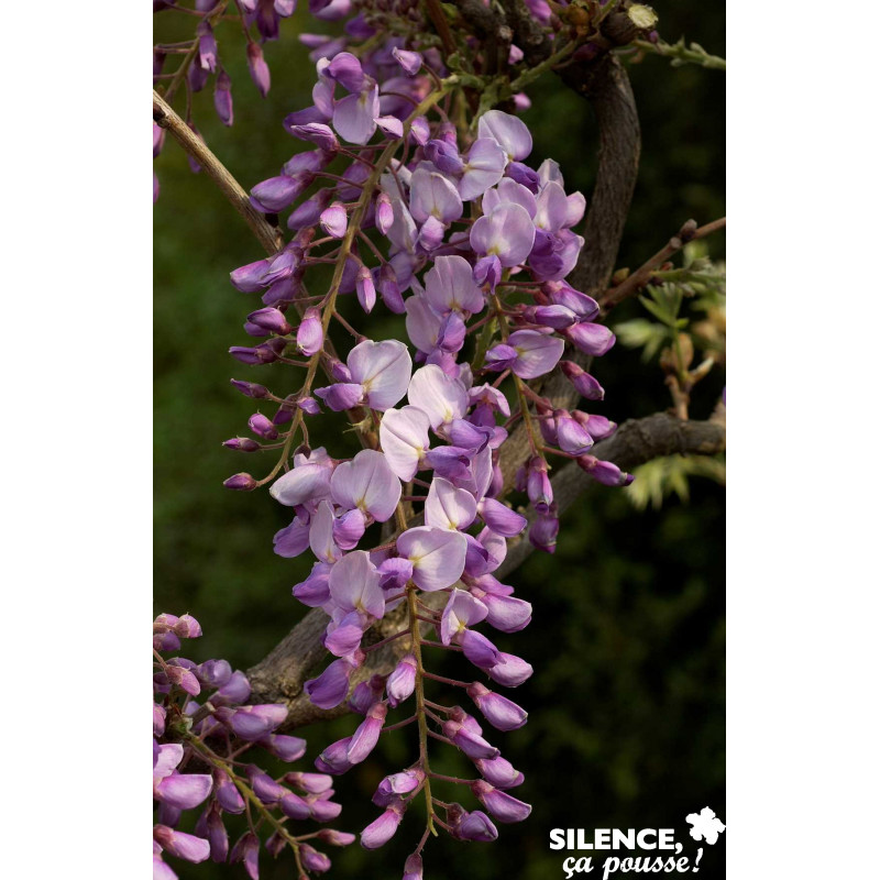 WISTERIA caroline PALIS C4L - SILENCE ÇA POUSSE 