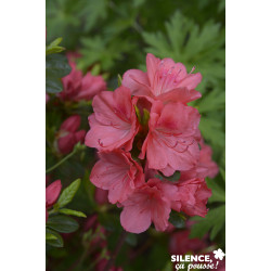 AZALEA J.FLASH DANCE (R) SALMON - SILENCE ÇA POUSSE 