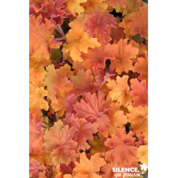 HEUCHERA CARAMEL cov - SILENCE ÇA POUSSE 