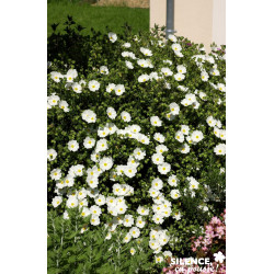 CISTUS monspeliensis C4.5L - SILENCE ÇA POUSSE 