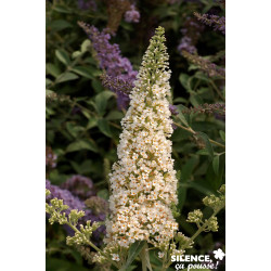 BUDDLEJA davidii Reve Papillon® Blanc C4.5L - SILENCE ÇA POUSSE 