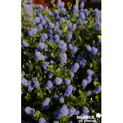 CEANOTHUS victoria C4.5L - SILENCE ÇA POUSSE 