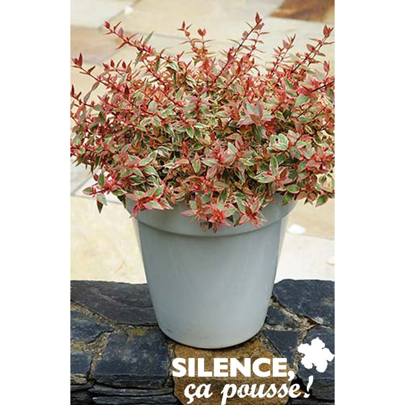 ABELIA GR.TRICOLOR CHARM (R) - SILENCE ÇA POUSSE 