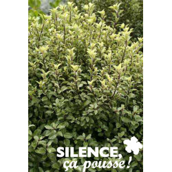 PITTOSPORUM tenuifolium Green Elf C15L - SILENCE ÇA POUSSE 