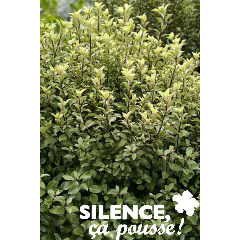 PITTOSPORUM tenuifolium Green Elf C15L - SILENCE ÇA POUSSE 