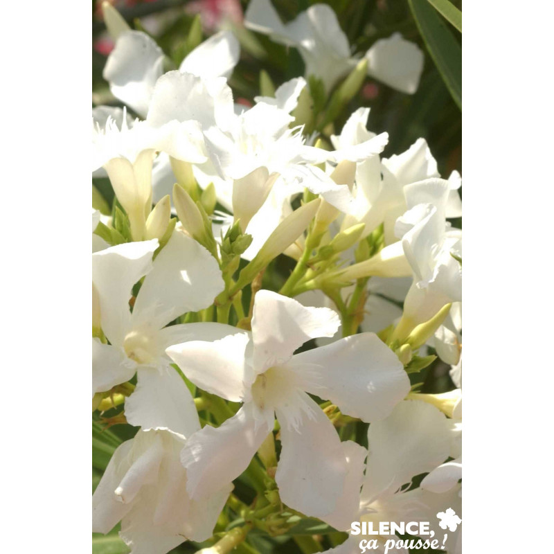 NERIUM oleander Blanc C15L - SILENCE ÇA POUSSE 
