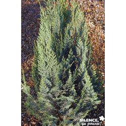 CHAMAECYPARIS lawsoniana White Spot C4.5L - SILENCE ÇA POUSSE 