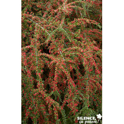 COTONEASTER horizontalis C2L-RC - SILENCE ÇA POUSSE 