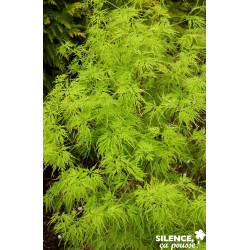 ACER palmatum Seiryu TGB C4.5L - SILENCE ÇA POUSSE 