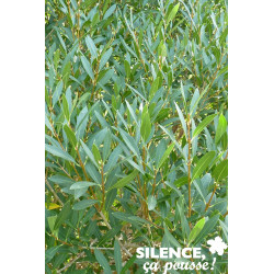 PHILLYREA angustifolia C15L - SILENCE ÇA POUSSE 
