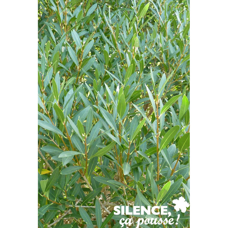 PHILLYREA angustifolia C15L - SILENCE ÇA POUSSE 