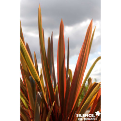 PHORMIUM tenax Sundowner C4.5L - SILENCE ÇA POUSSE 