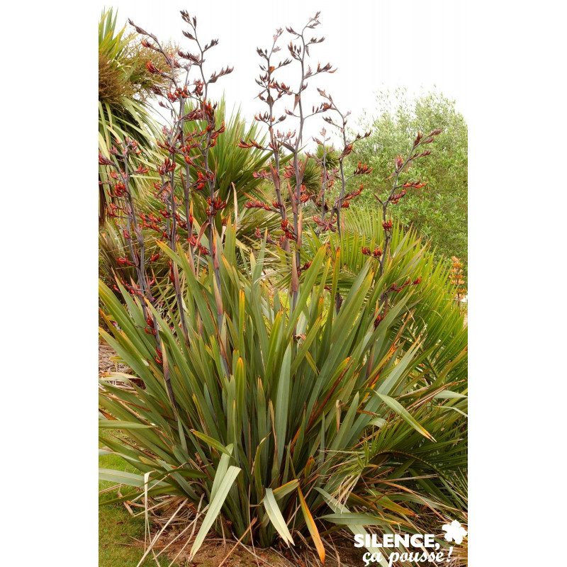 PHORMIUM tenax C4.5L - SILENCE ÇA POUSSE 