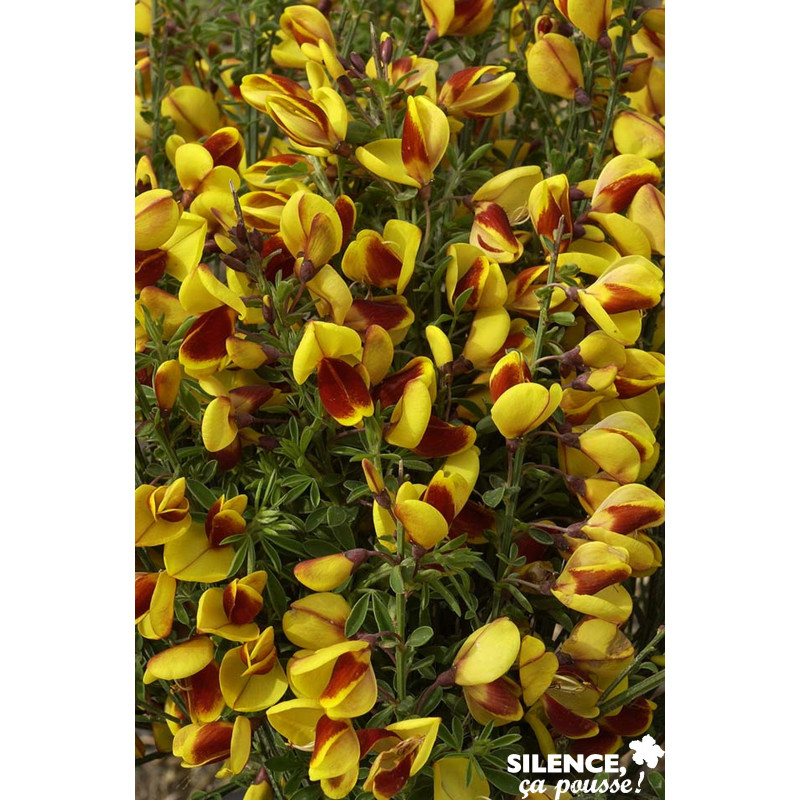 CYTISUS scoparius Andreanus Select C4.5L - SILENCE ÇA POUSSE 