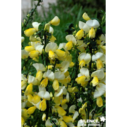 CYTISUS scoparius Luna C4.5L - SILENCE ÇA POUSSE 