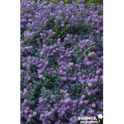 CEANOTHUS prostratus C4.5L - SILENCE ÇA POUSSE 