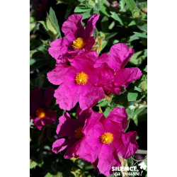 CISTUS pulverulentus Sunset C4.5L - SILENCE ÇA POUSSE 