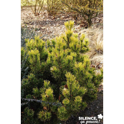 PINUS mugo Carsten Wintergold C10L - SILENCE ÇA POUSSE 