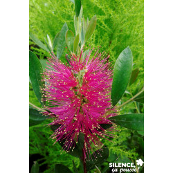 CALLISTEMON viminalis Hot Pink COV C7L - SILENCE ÇA POUSSE 