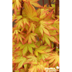 ACER PAL.ORANGE DREAM - SILENCE ÇA POUSSE 