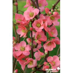 CHAENOMELES speciosa Eximia C4.5L - SILENCE ÇA POUSSE 