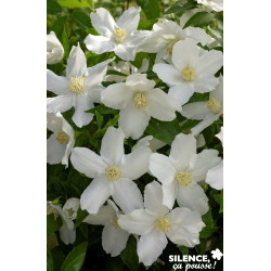 PHILADELPHUS silberregen C4.5L - SILENCE ÇA POUSSE 