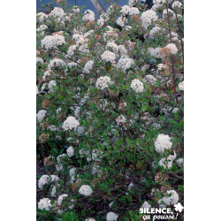 VIBURNUM burkwoodii C4.5L - SILENCE ÇA POUSSE 