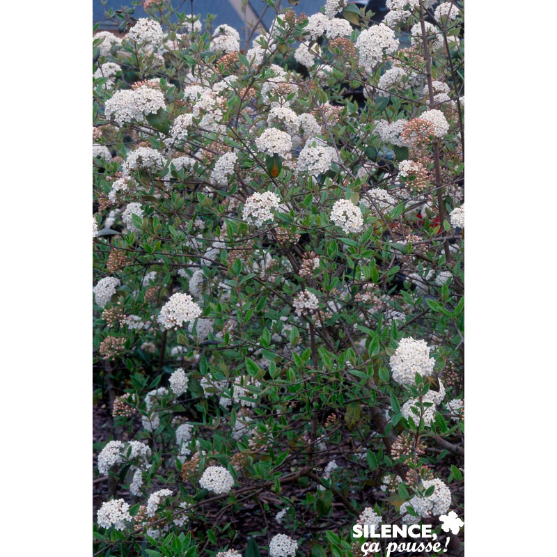 VIBURNUM burkwoodii C4.5L - SILENCE ÇA POUSSE 