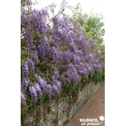 WISTERIA sinensis PALIS C4L - SILENCE ÇA POUSSE 