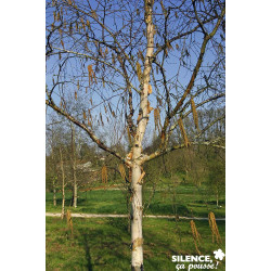 BETULA albosinensis Fascination CEP 3ANS C15L - SILENCE ÇA POUSSE 