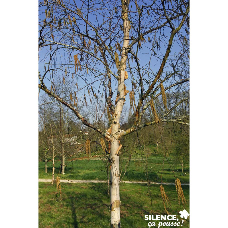 BETULA albosinensis Fascination CEP 3ANS C15L - SILENCE ÇA POUSSE 