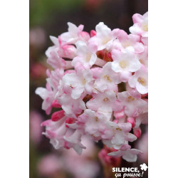 VIBURNUM bodnantense Charles Lamont TFE C4.5L - SILENCE ÇA POUSSE 