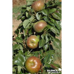 Poirier nain garden gem (r) 'pyred'cov c 7 tg tb - SILENCE ÇA POUSSE 