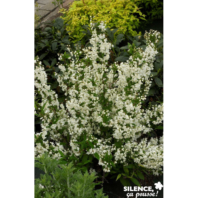 DEUTZIA gracilis C4.5L - SILENCE ÇA POUSSE 