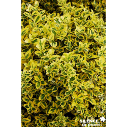 Euonymus fortunei emerald n gold c 4.5 tal - SILENCE ÇA POUSSE 