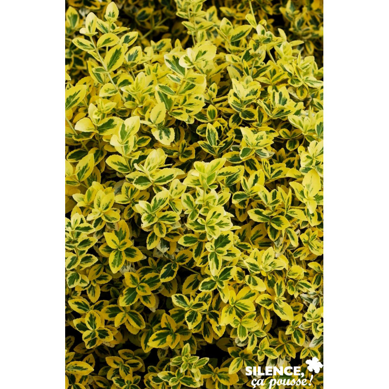Euonymus fortunei emerald n gold c 2 v tal - SILENCE ÇA POUSSE 