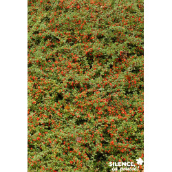 COTONEASTER dammeri C2L-RC - SILENCE ÇA POUSSE 