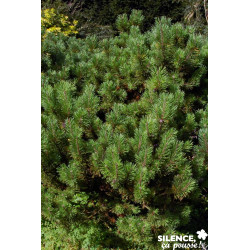 PINUS mugo Mughus C2L-RC - SILENCE ÇA POUSSE 