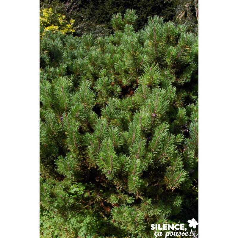 PINUS mugo Mughus C2L-RC - SILENCE ÇA POUSSE 