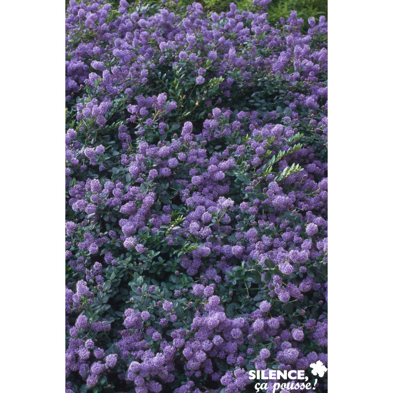 CEANOTHUS prostratus C2L-RC - SILENCE ÇA POUSSE 